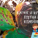 Skvrny na jahodových listech: fotografie a jak zacházet